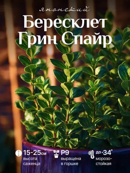 Бересклет японский саженец Грин Спайр в горшке р 9