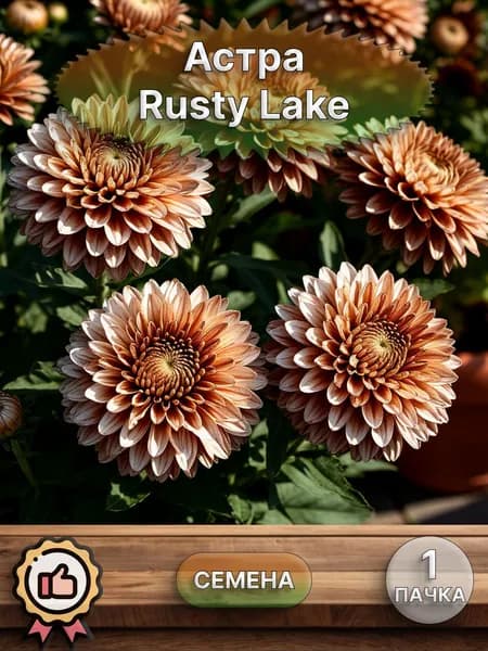 Астра Rusty Lake, семена 10 шт.