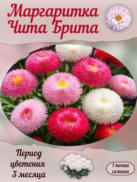 Маргаритка Чита Брита, семена, 10 шт.
