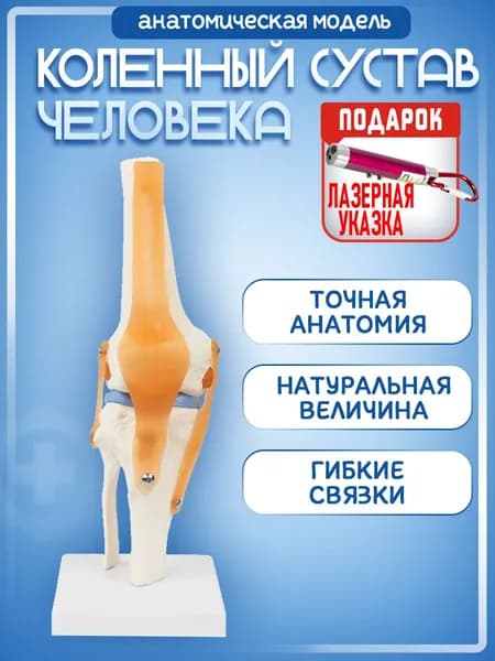 Анатомическая модель коленного сустава в натуральную величину на подставке, лазер с фонариком в комплекте