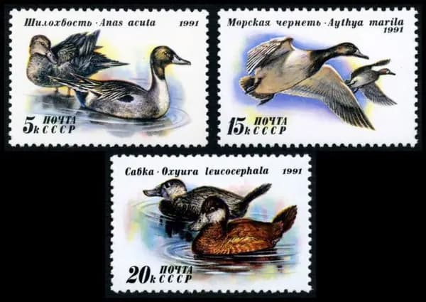 Почтовые марки СССР 1991 г. Фауна. Птицы. Утки. Серия из 3 марок. MNH(**)