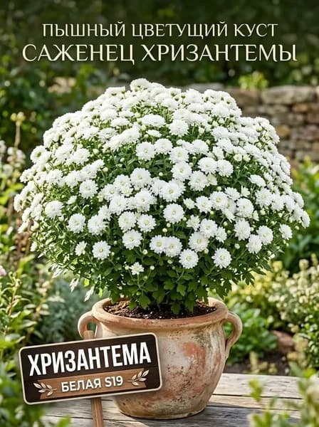 Саженец хризантемы Белой 1шт