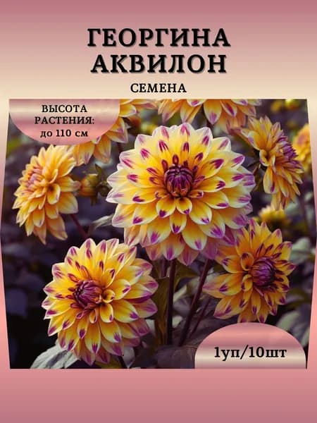 Георгина "Аквилон" семена, 1 пачка