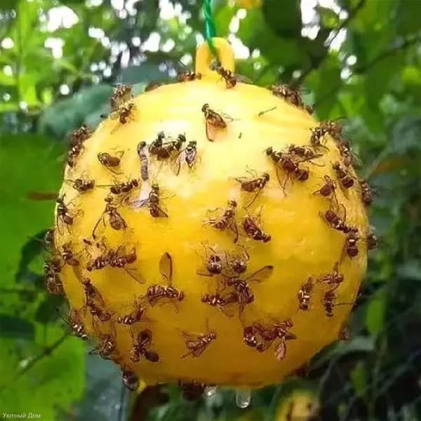 Ловушка для садовых вредителей