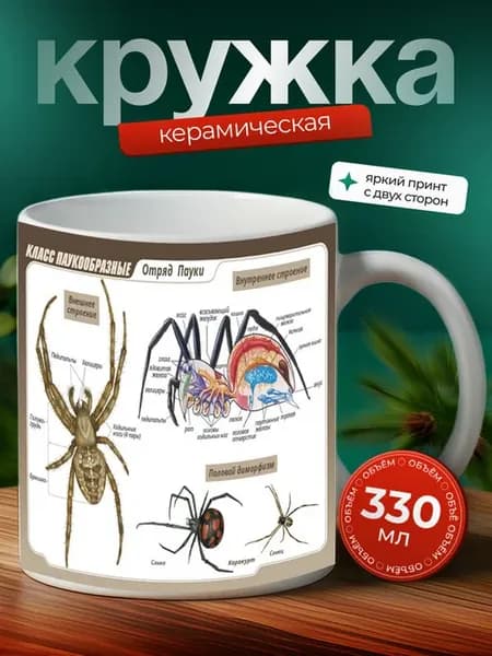 Кружка Агелена паук паукообразное 7