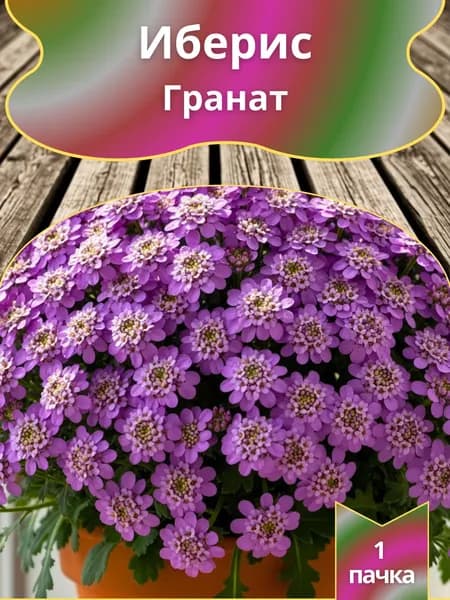 Иберис Гранат , семена 10 шт.