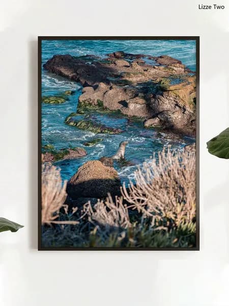 Постер "морской лев", 40 см х 30 см