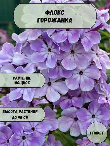 Флокс Горожанка семена 10 шт