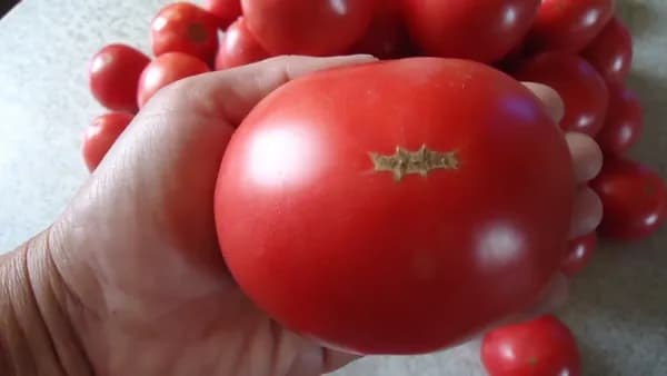 Коллекционные семена томата Бабушки Браун розовый