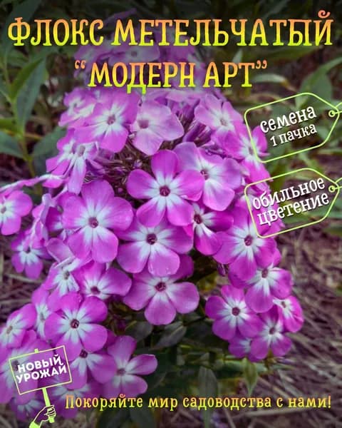 Флокс (метельчатый) Модерн Арт, семена, 10 шт.