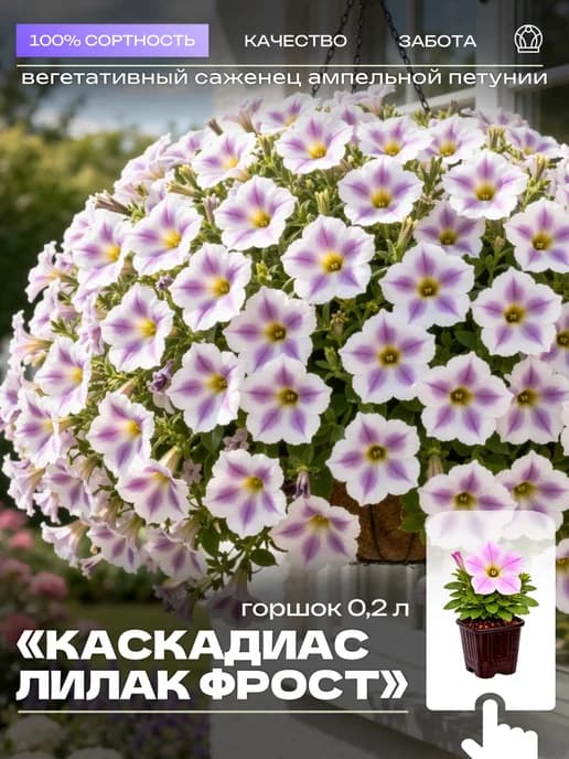Ампельная петуния Каскадиас Лилак Фрост