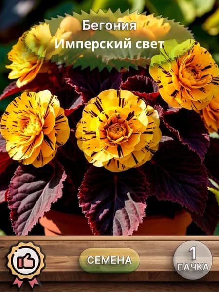 Бегония Имперский свет, семена, 10 шт.
