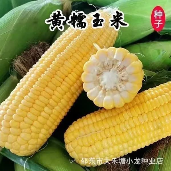 Семена сверхсладкой жёлтой клейкой кукурузы, гибрид