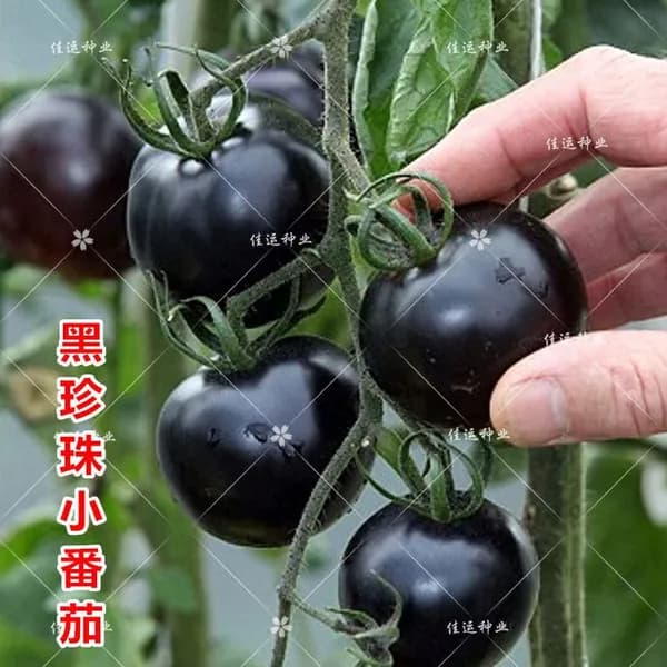 Семена томатов черри розовых для балкона круглогодичные