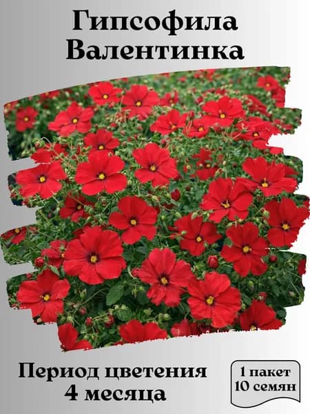 Гипсофила Валентинка, семена, 10 шт.