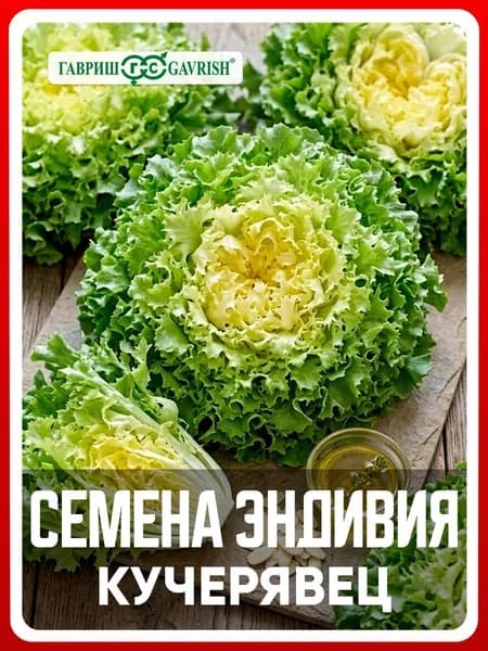 Семена Эндивий "Кучерявец" 0,1 г, для дачи, сада и огорода, в открытый грунт