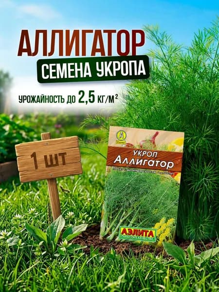 Семена укропа Аллигатор