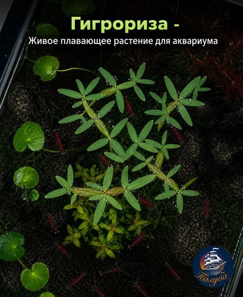 Растение для аквариума живое, Гигрориза Аристата, Плавающее живое аквариумное растение для рыбок