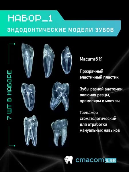 Набор #15 Эндодонтические модели зубов, эндозубы, 7 штук