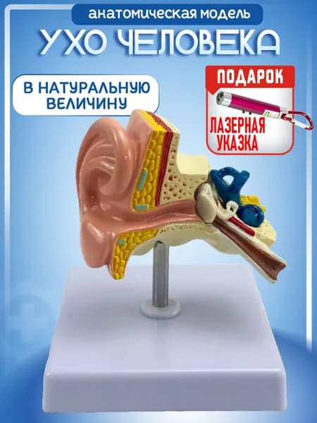Анатомическая модель уха человека, орган слуха человека, лазерная указка в комплекте
