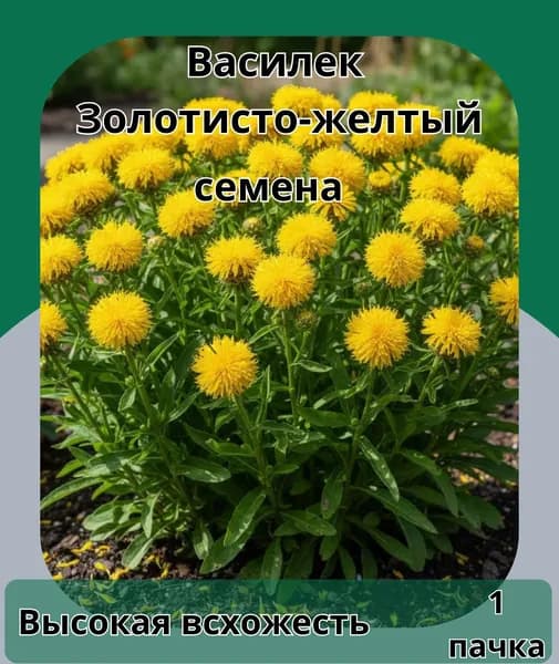 Василек Золотисто-желтый (крупноголовый), семена 10шт