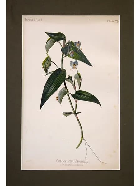 Ботаническая антикварная иллюстрация Commelina virginica. Томас Михан, США 1880 год.