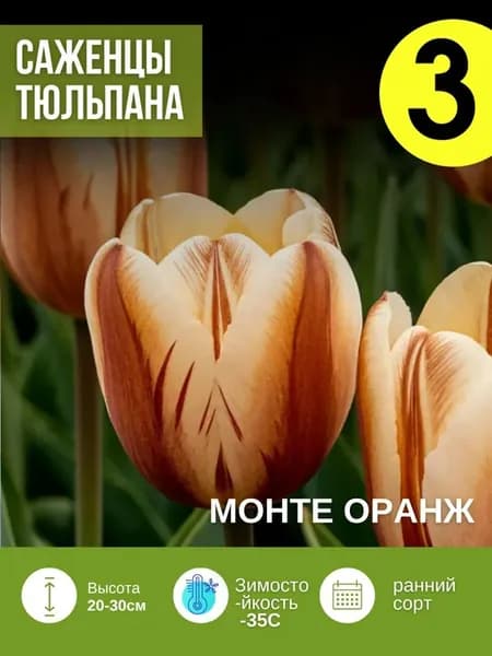 Луковицы тюльпанов многолетние Монте Оранж10 шт