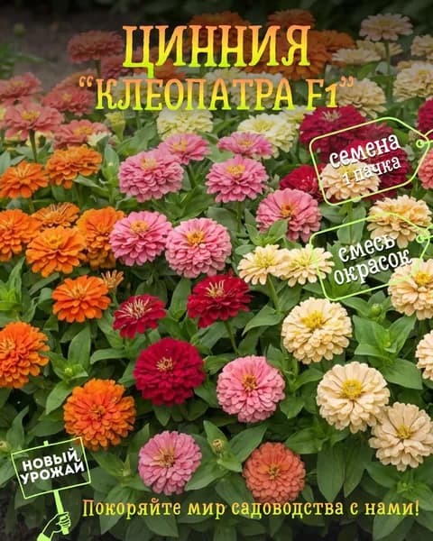 Цинния (георгиноцветковая) Клеопатра F1, смесь, семена, 10 шт.