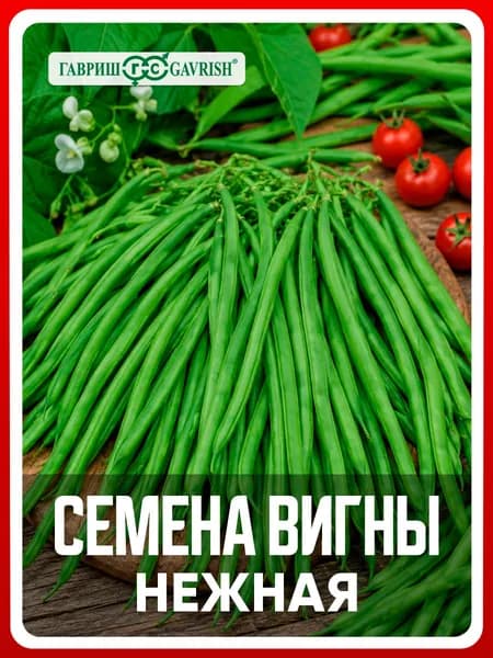 Семена Вигна "Нежная" 10 шт., для дачи, сада и огорода, в открытый грунт