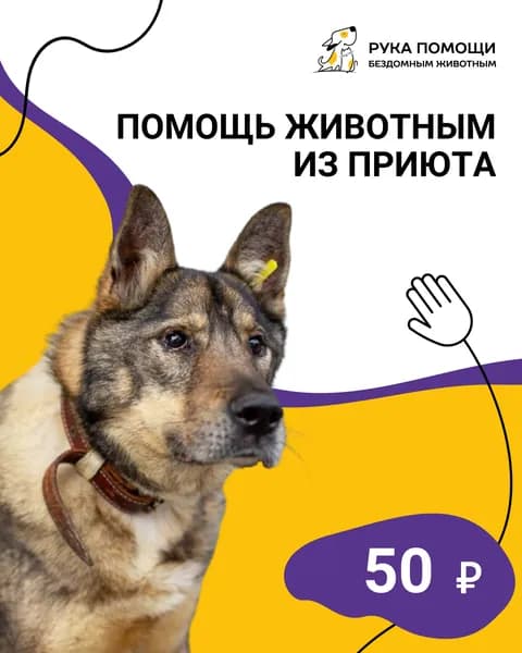 Благотворительный сертификат фонда "Рука помощи бездомным животным"