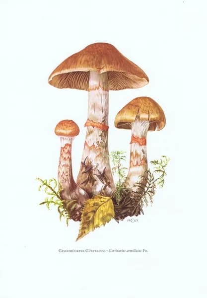 Грибы. Паутинник браслетчатый. Антикварная офсетная литография. Германия, 1963 г.