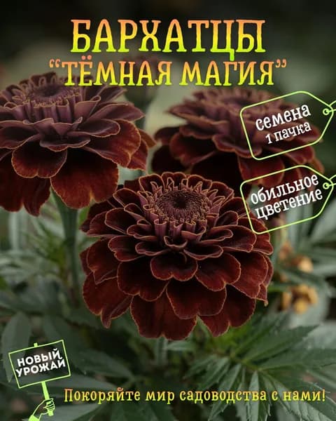 Бархатцы Тёмная магия, семена, 10 шт.