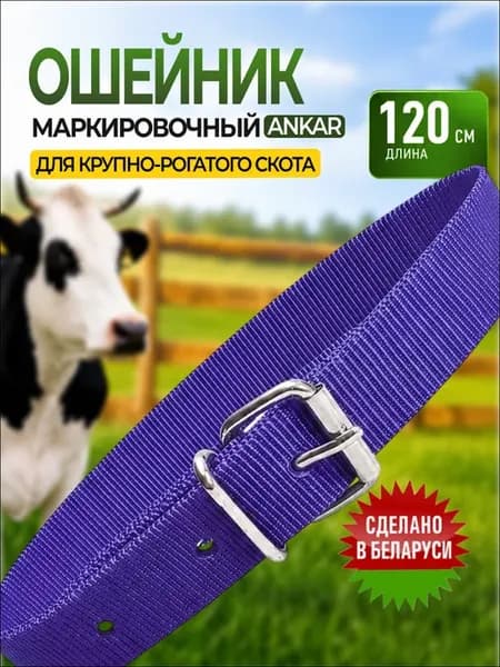 Ошейник для КРС плотый фиолетовый на ременной пряжке