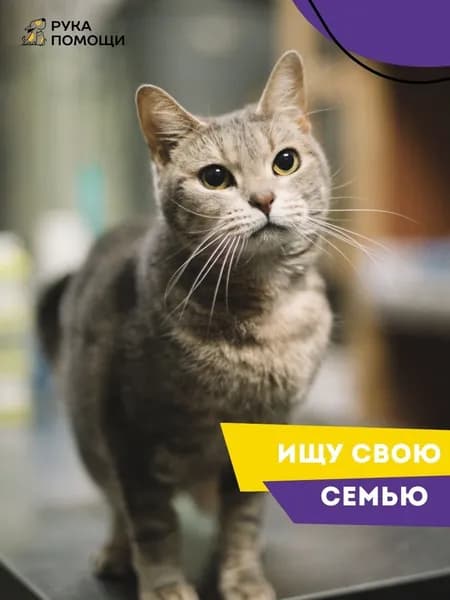 Помочь Корнелии найти дом