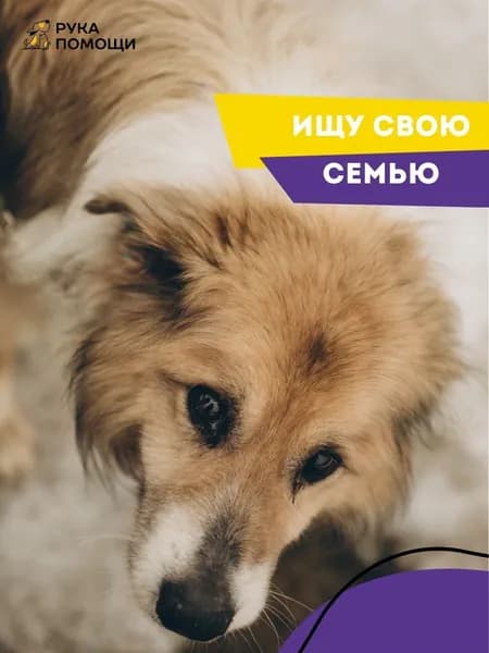 Помочь Тадеушу найти дом