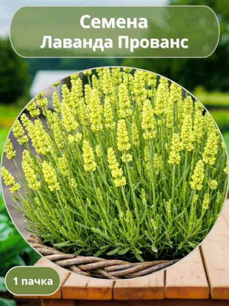 Лаванда Прованс, семена 10 шт