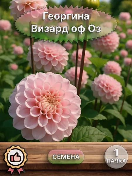 Георгина Визард оф Оз, семена 10 шт
