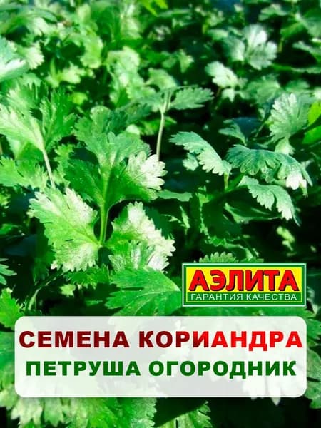 Семена кориандр "Петруша огородник", 3 г, для дома, дачи и огорода, кориандр из семян, в открытый грунт