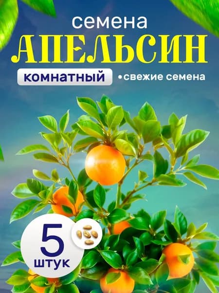 Семена апельсина для выращивания