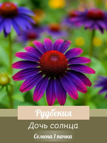 Рудбекия Дочь солнца - семена 1 пачка