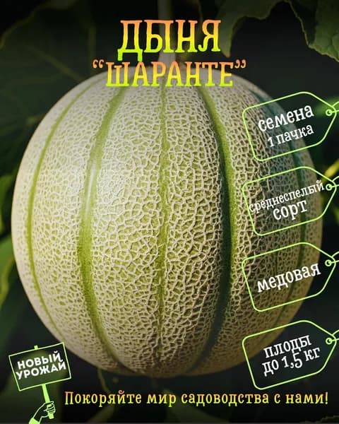 Дыня Шаранте, семена, 10 шт.
