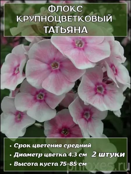 Флокс средне и крупноцветковый, 2 штуки