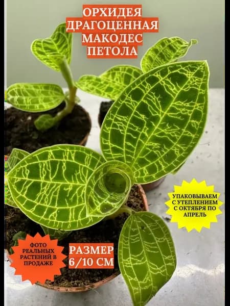 Орхидея Макодес Петола (Драгоценная)