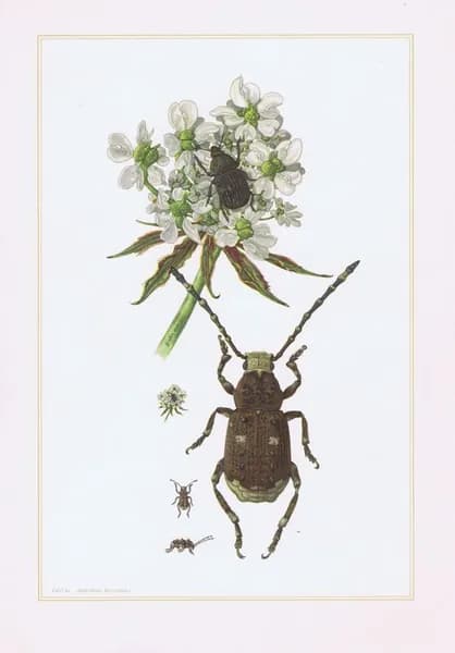 Жуки. Ложнослоники. Антикварная офсетная литография. Германия, 1957 г.