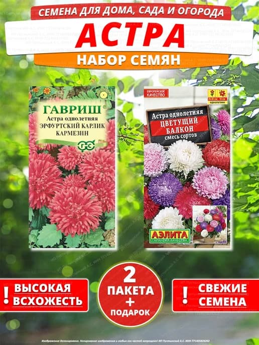 Семена астра для дома сада посадки