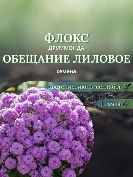 Флокс Друммонда Обещание Лиловое, семена, 10 шт.