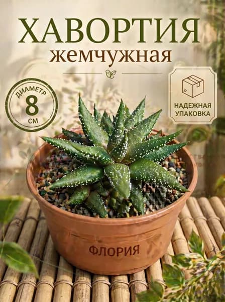 Хавортия Жемчужная, детка, 3-6см