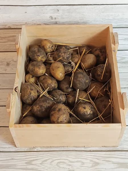 Картофель Гала 1-1.5 кг