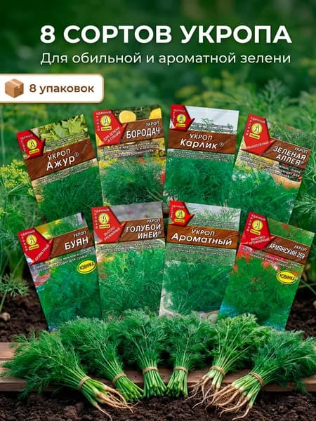 Укроп семена для посадки семена зелени