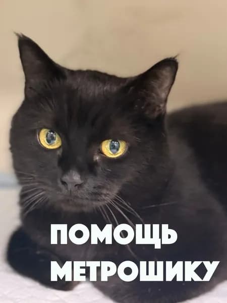 Помочь Метрошке найти дом